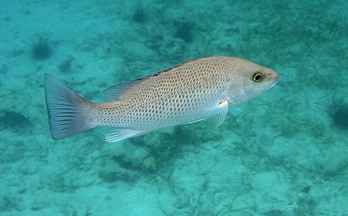 mangrove snapper